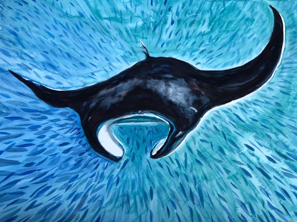 Manta Ray, La Perouse Bay