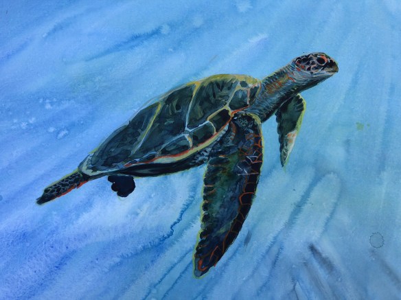 sea-turtle-1.jpg