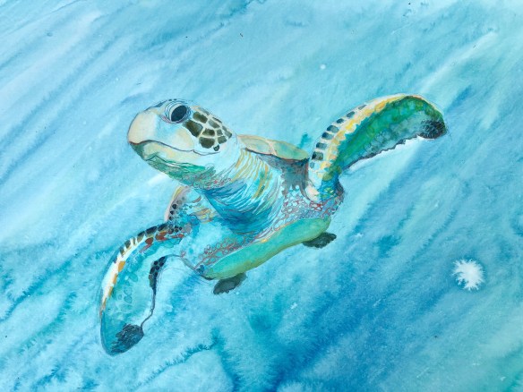 Sea turtle, La Perouse Bay